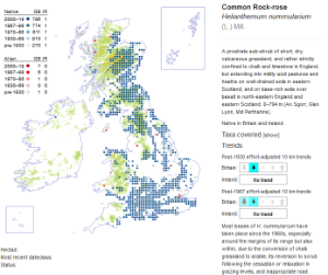 Helianthemum nummularium (Common Rock-rose) distribution © BSBI Helianthemum nummularium (Common Rock-rose) distribution