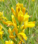 Genista tinctoria (Dyer's Greenweed)