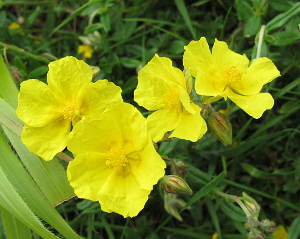 Helianthemum nummularium (Common Rock-rose)