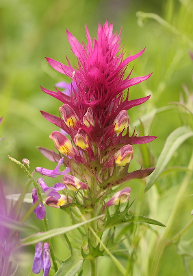 Melampyrum arvense (Field Cow-wheat)