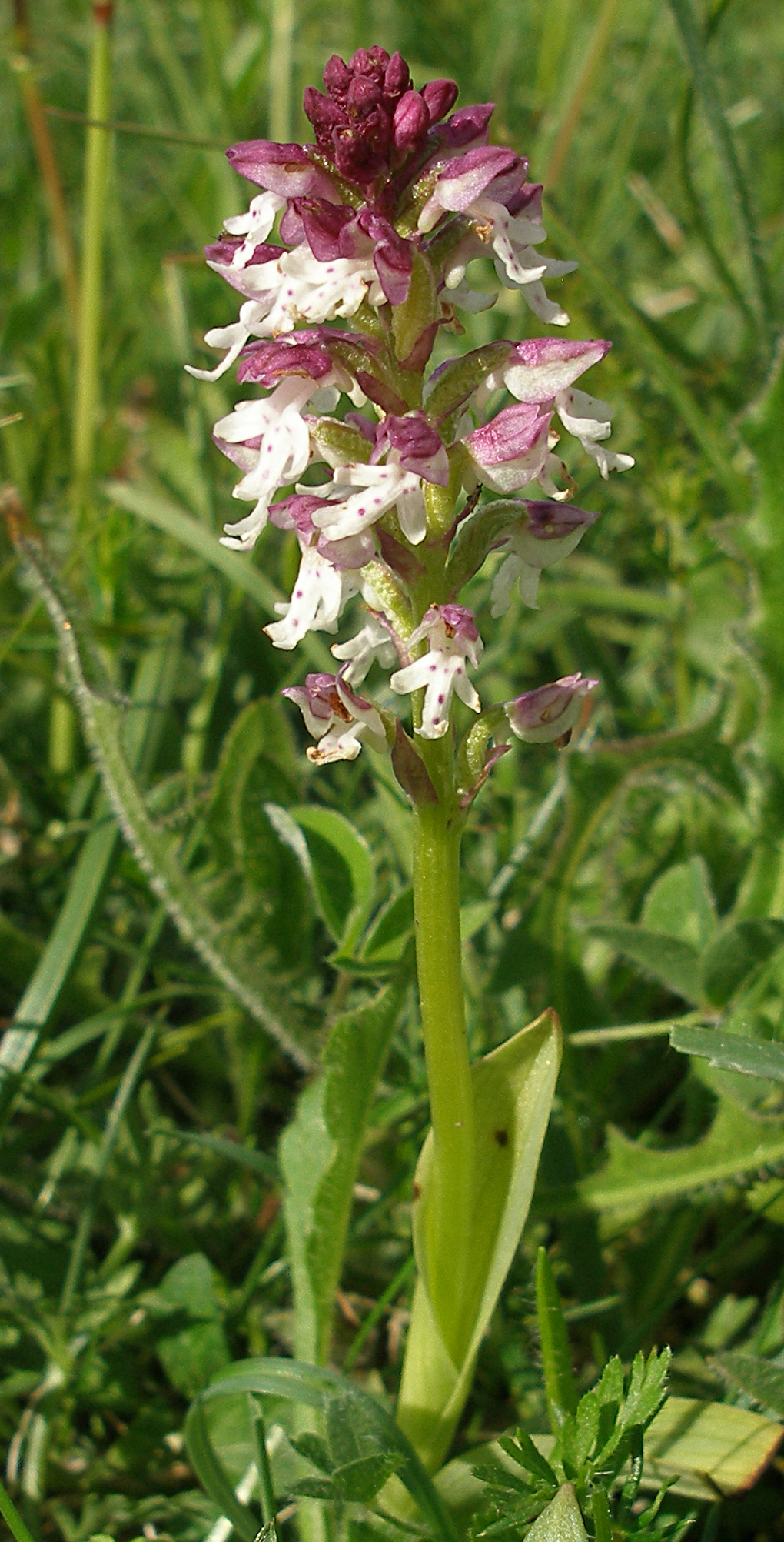 Neotinea ustulata (Burnt Orchid)