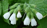 Symphytum orientale (White Comfrey)