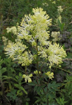 Thalictrum flavum (Common Meadow-rue) Photo: Martin Rand Thalictrum flavum (Common Meadow-rue)